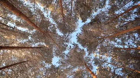 The treetops are spinning in the forest Video stock 297592884