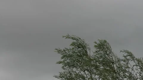 Treetops are strongly moved by the wind - storm - dramatic dark grey clouds Stock Footage 138151513
