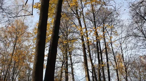Treetops in autumn forest 2 Stock Footage 33794205