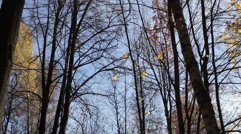 Treetops in autumn forest 스톡 동영상 33793761