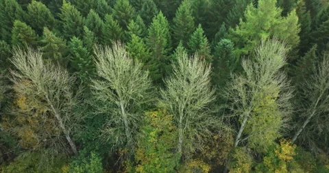 Treetops in an autumn forest Video stock 289620952