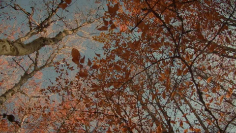 Treetops in autumn. Point of view. circular shot Stock Footage 253502595