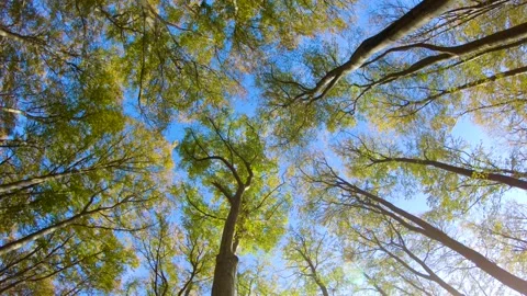 Treetops (beech trees) seen from forest floor Stock Footage 132283884