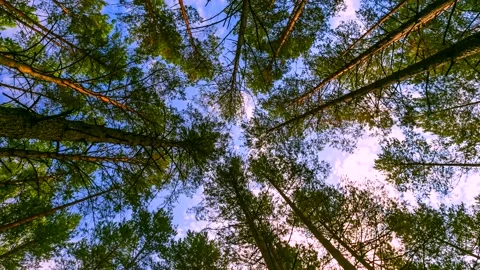 Treetops from below, 4k spring forest time lapse. Stock Footage 154767428