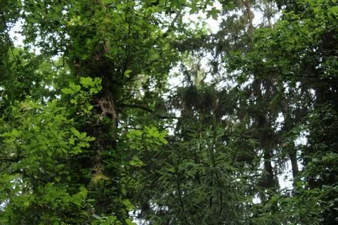 Treetops from below Foto stock