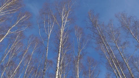 Treetops in a birch grove Stock Footage 128407730