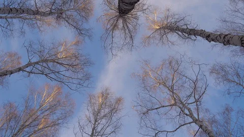 Treetops in a birch grove Stock Footage 128407751