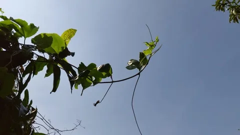 Treetops blowing in the wind Stock Footage 260147193