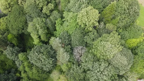 Treetops blowing in wind Stock Footage 337618424