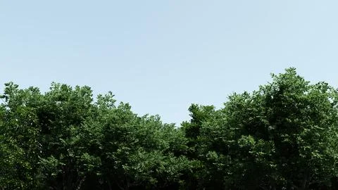 Treetops on blue sky background, space for text, 3d illustration 스톡 일러스트