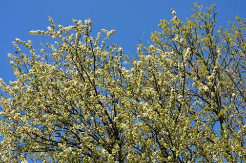 Treetops in the blue sky Stock Photos