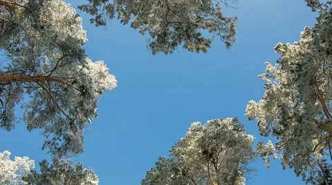 Treetops blue sky winter Stock Footage 58149495