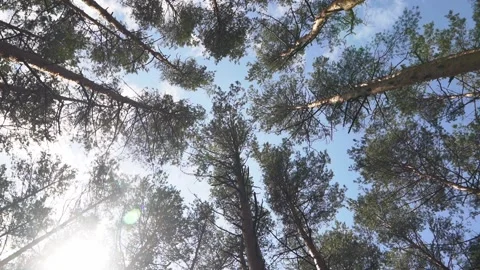 Treetops. Bottom view. Sunny day Stock Footage 217755220