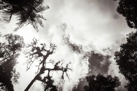 Treetops on a cloudy day Stock Photos