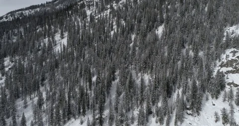 Treetops in Colorado Stock Footage 88609914