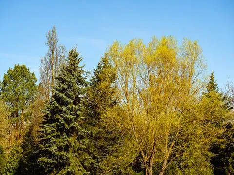 Treetops of coniferous and deciduous trees against a sky Stock Photos