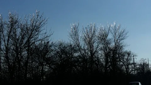 Treetops covered with clear ice 動画素材 123573362