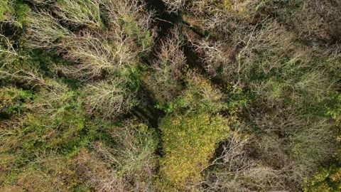 Treetops With Dried Leafless Branches Over Forest. Aerial Drone Shot Stock Footage 259727099