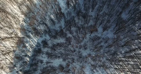 Treetops with drone flying Stock Footage 125037521