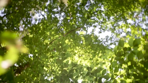 Treetops Stock-Footage 152852358