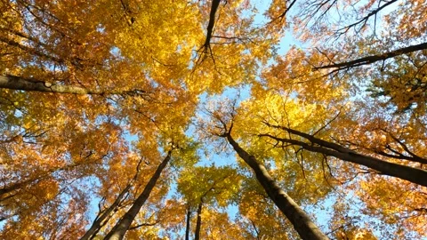 Treetops Stock Footage 164108596