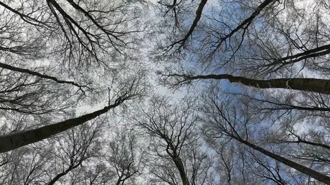 Treetops Stock Footage 167567119