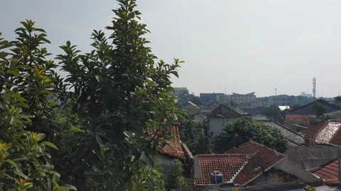 Treetops Stock Footage 201677589