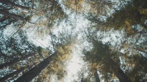 Treetops Stock Footage 242205239