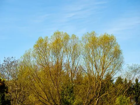 Treetops in the forest against a sky Stock Photos
