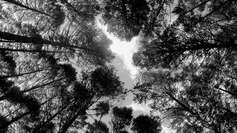 Treetops in the forest and sky with clouds black and white timelapse Vidéo 87218411