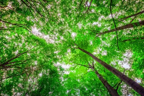 Treetops in the forest from below Stock Photos