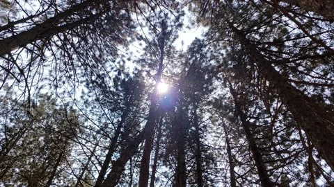 Treetops in the Forest Video stock 312952851