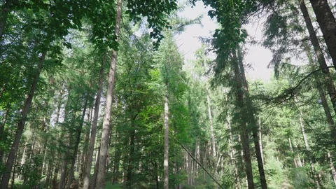 Treetops in the forest in heavy wind Stock Footage 97070530