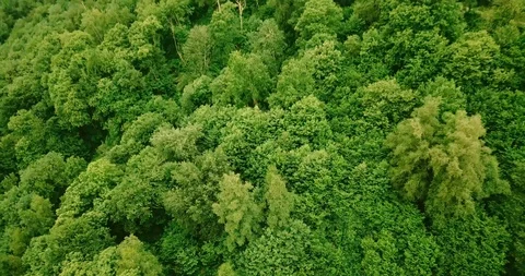 Treetops of a forest seen from above Video stock 94206771