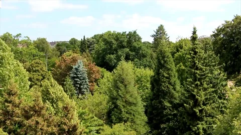 Treetops forest trees summer wind Stock Footage 98677185