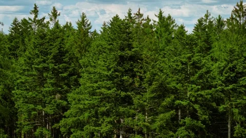 Treetops forming lush wall of greenery against cloudy sky. Evergreen crowns Stock Footage 315464626