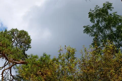 Treetops in Germany Stock Photos