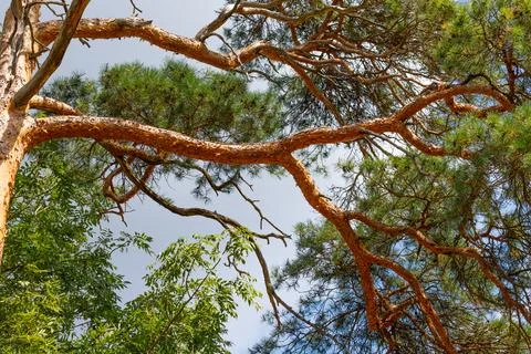 Treetops in Germany Stock Photos
