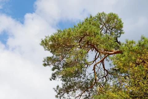 Treetops in Germany Stock Photos