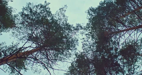 Treetops, gray sky shines through the branches of trees. Tall trunks of Stock Footage 166807438