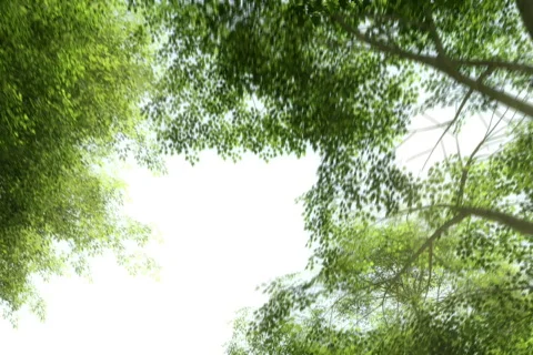 Treetops - Green Canopy Stock Footage 797880