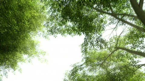 Treetops - Green Canopy Video stock 806899