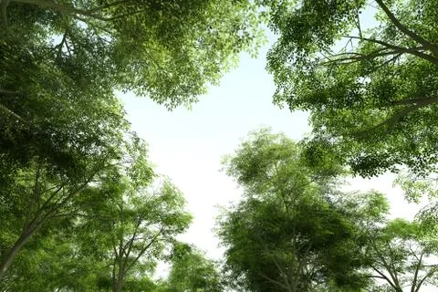 Treetops - Green Canopy Stock Illustration