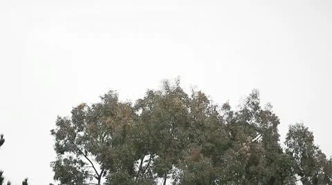 Treetops on a gusty day Stock Footage 10708848
