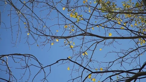 Treetops in Late Autumn Vídeos de archivo 95834045