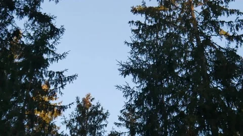 Treetops in the light of the setting sun 스톡 동영상 219488833