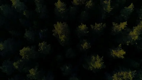 Treetops from low angle tilting up in the golden hour sunset light. Video stock 103352760