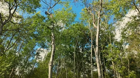 Up to the treetops at Monks Wood Видео 344995219
