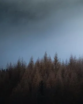 Treetops in a moody setting Stock Photos