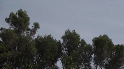 Treetops moved by the wind Stock Footage 259221879